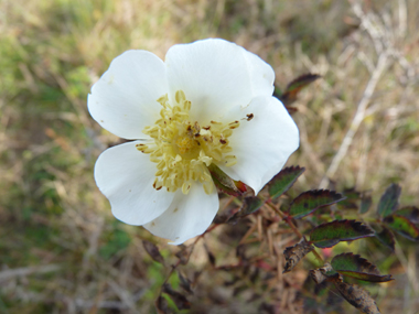 Petites fleurs solitaires roses ou blanches. Agrandir dans une nouvelle fenêtre (ou onglet)